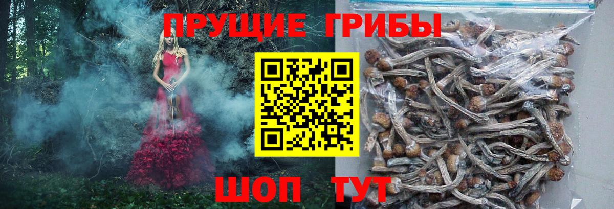купить наркоту  Вход с VPN  Новоалександровск  Псилоцибиновые грибы Psilocybine cubensis 